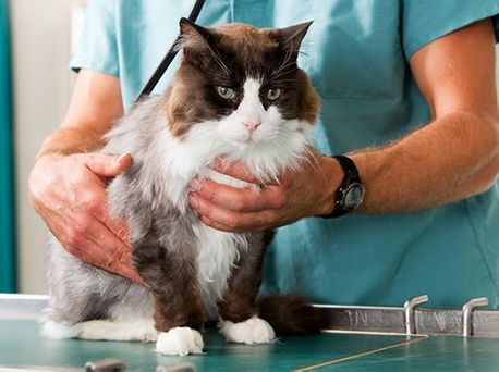 Clínica Veterinaria Mascotas gato con veterinario