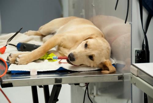 Clínica Veterinaria Mascotas perro echado en mesa veterinaria