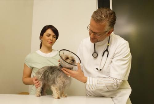 Clínica Veterinaria Mascotas veterinario revisando a un perro