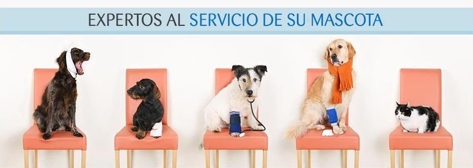 árabe Padre Rizado Clínicas veterinarias en Villanueva de la Cañada con Clínica Veterinaria  Mascotas